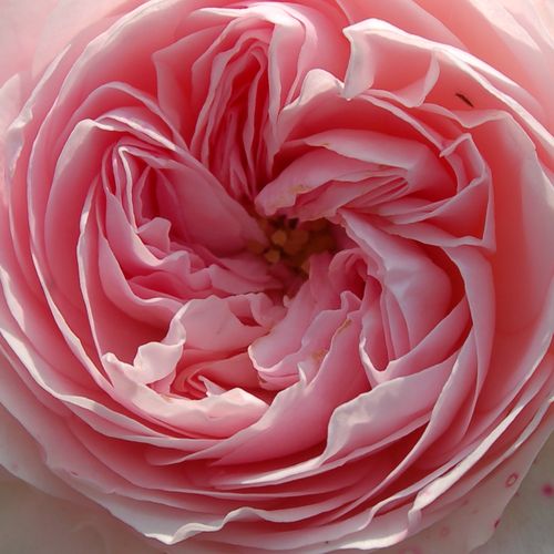 Rosier plantation - Rosa Larissa® - rose - rosiers couvre-sol - non parfumé - Tim Hermann Kordes - -